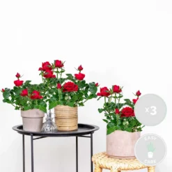 3x Pot Rose Rouge - Rosa - Plante D'intérieur & Terrasse - ⌀12cm– ↕20-30cm -Jardin Harmonie Soldes Boutique 64062fbc537350.58173305