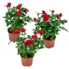 3x Pot Rose Rouge - Rosa - Plante D'intérieur & Terrasse - ⌀12cm– ↕20-30cm -Jardin Harmonie Soldes Boutique 64062fbc6d16c2.66777191