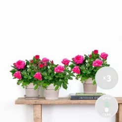 3x Pot Rose Rose - Rosa – Plante De Terrasse & D'intérieur – ⌀12cm – ↕20-30cm -Jardin Harmonie Soldes Boutique 64062fbfb8afd5.68085326