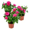 3x Pot Rose Rose - Rosa – Plante De Terrasse & D'intérieur – ⌀12cm – ↕20-30cm