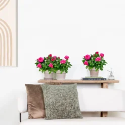 3x Pot Rose Rose - Rosa – Plante De Terrasse & D'intérieur – ⌀12cm – ↕20-30cm -Jardin Harmonie Soldes Boutique 64062fbfc0d959.17995780