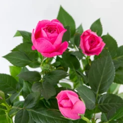 3x Pot Rose Rose - Rosa – Plante De Terrasse & D'intérieur – ⌀12cm – ↕20-30cm -Jardin Harmonie Soldes Boutique 64062fbfd17801.69056399