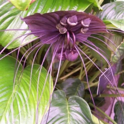 Kit De Culture - Fleur Chauve-souris - 10 Graines - Tacca Chantrieri -Jardin Harmonie Soldes Boutique 64063aa2c74683.42165592