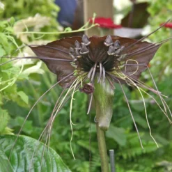 Kit De Culture - Fleur Chauve-souris - 10 Graines - Tacca Chantrieri -Jardin Harmonie Soldes Boutique 64063aa2cd2625.34699731