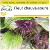 Kit De Culture - Fleur Chauve-souris - 10 Graines - Tacca Chantrieri -Jardin Harmonie Soldes Boutique 64063aa2d1e7e6.10952167