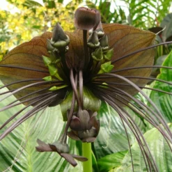 Kit De Culture - Fleur Chauve-souris - 10 Graines - Tacca Chantrieri -Jardin Harmonie Soldes Boutique 64063aa2d6e330.86673549