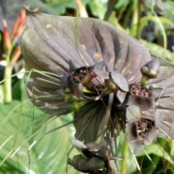 Kit De Culture - Fleur Chauve-souris - 10 Graines - Tacca Chantrieri -Jardin Harmonie Soldes Boutique 64063aa2db9035.02599166