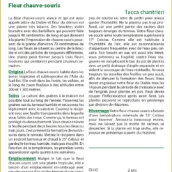 Kit De Culture - Fleur Chauve-souris - 10 Graines - Tacca Chantrieri -Jardin Harmonie Soldes Boutique 64063aa2e09686.92559263