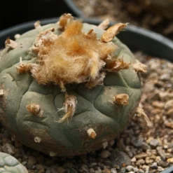 Kit De Culture - Peyotl - 20 Graines - Lophophora Williamsii -Jardin Harmonie Soldes Boutique 64063bf0bf0996.39593410