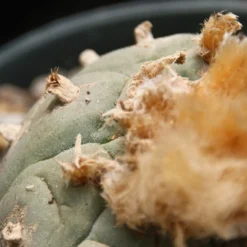 Kit De Culture - Peyotl - 20 Graines - Lophophora Williamsii -Jardin Harmonie Soldes Boutique 64063bf0c4d7c7.15157855