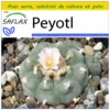 Kit De Culture - Peyotl - 20 Graines - Lophophora Williamsii -Jardin Harmonie Soldes Boutique 64063bf0ce0ea3.07507517