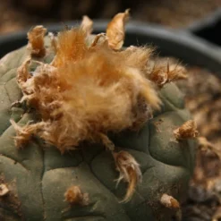 Kit De Culture - Peyotl - 20 Graines - Lophophora Williamsii -Jardin Harmonie Soldes Boutique 64063bf0d36634.34846824