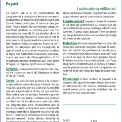 Kit De Culture - Peyotl - 20 Graines - Lophophora Williamsii -Jardin Harmonie Soldes Boutique 64063bf0d8b810.14546433