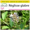 Kit De Culture - Réglisse Glabre - 30 Graines - Glycyrrhiza Glabra
