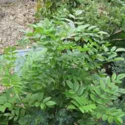 Kit De Culture - Réglisse Glabre - 30 Graines - Glycyrrhiza Glabra -Jardin Harmonie Soldes Boutique 6406410a16bf83.47783647