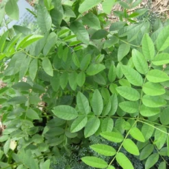 Kit De Culture - Réglisse Glabre - 30 Graines - Glycyrrhiza Glabra -Jardin Harmonie Soldes Boutique 6406410a1b7c19.70266138