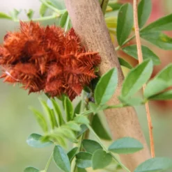 Kit De Culture - Réglisse Glabre - 30 Graines - Glycyrrhiza Glabra -Jardin Harmonie Soldes Boutique 6406410a209c89.30083394