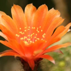 Kit De Culture - Cactus Nain Argentin - 40 Graines - Rebutia / Mix -Jardin Harmonie Soldes Boutique 6406411334a385.82973600