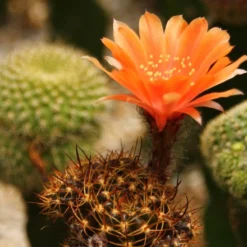 Kit De Culture - Cactus Nain Argentin - 40 Graines - Rebutia / Mix -Jardin Harmonie Soldes Boutique 640641133d8f32.78608637