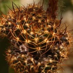 Kit De Culture - Cactus Nain Argentin - 40 Graines - Rebutia / Mix -Jardin Harmonie Soldes Boutique 64064113423102.06937364