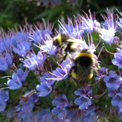 Kit De Culture - Vipérine De Madère - 100 Graines - Echium Fastuosa 14 Kit De Culture - Vipérine De Madère - 100 Graines - Echium Fastuosa -Jardin Harmonie Soldes Boutique 64064122857f33.93017870