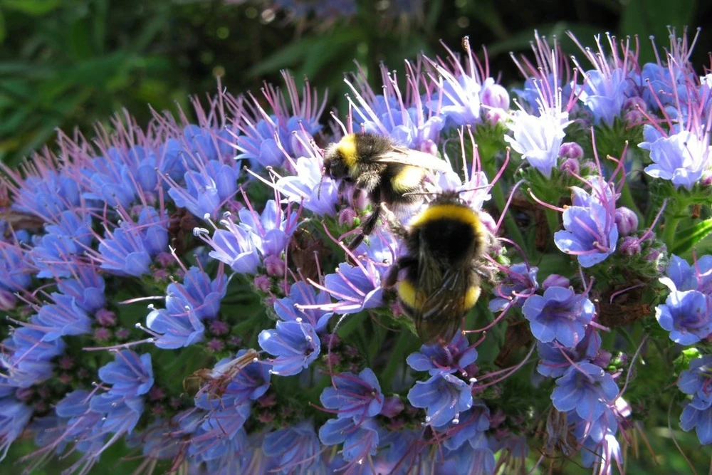 Kit De Culture - Vipérine De Madère - 100 Graines - Echium Fastuosa 8 Kit De Culture - Vipérine De Madère - 100 Graines - Echium Fastuosa – Image 6