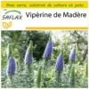 Kit De Culture - Vipérine De Madère - 100 Graines - Echium Fastuosa -Jardin Harmonie Soldes Boutique 640641228f6520.16115787