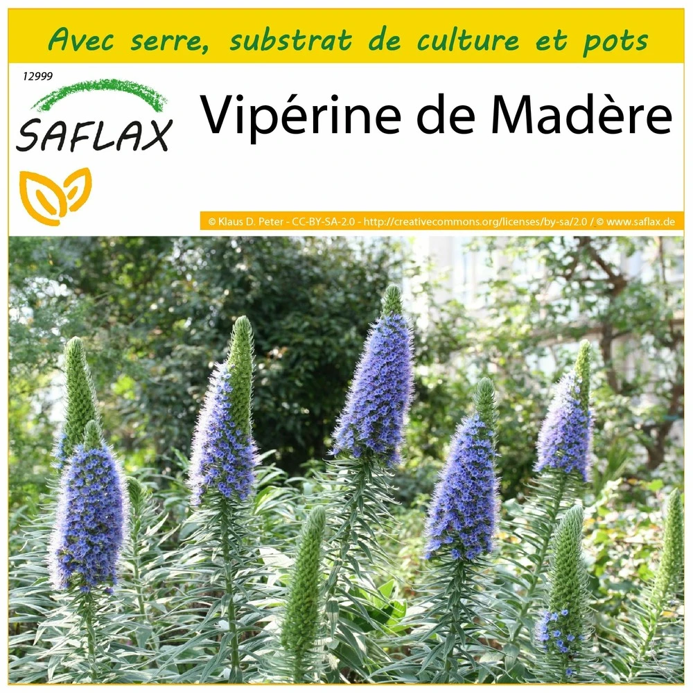 Kit De Culture - Vipérine De Madère - 100 Graines - Echium Fastuosa 3 Kit De Culture - Vipérine De Madère - 100 Graines - Echium Fastuosa