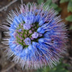 Kit De Culture - Vipérine De Madère - 100 Graines - Echium Fastuosa 15 Kit De Culture - Vipérine De Madère - 100 Graines - Echium Fastuosa -Jardin Harmonie Soldes Boutique 64064122aaf647.33991819