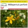 Kit De Culture - Millepertuis Perforé - 300 Graines - Hypericum Perforatum -Jardin Harmonie Soldes Boutique 64064130c6e4a7.60710338
