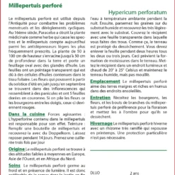 Kit De Culture - Millepertuis Perforé - 300 Graines - Hypericum Perforatum -Jardin Harmonie Soldes Boutique 64064130cc2d21.50290776