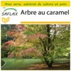 Kit De Culture - Arbre Au Caramel - 200 Graines - Cercidiphyllum Japonicum -Jardin Harmonie Soldes Boutique 64064132ae18b7.00485429