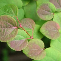 Kit De Culture - Arbre Au Caramel - 200 Graines - Cercidiphyllum Japonicum -Jardin Harmonie Soldes Boutique 64064132b8b5b0.99715833