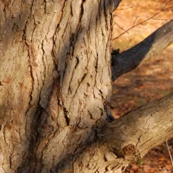 Kit De Culture - Arbre Au Caramel - 200 Graines - Cercidiphyllum Japonicum -Jardin Harmonie Soldes Boutique 64064132bf1940.87270238