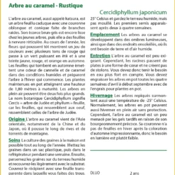 Kit De Culture - Arbre Au Caramel - 200 Graines - Cercidiphyllum Japonicum -Jardin Harmonie Soldes Boutique 64064132c9d4c4.04855019