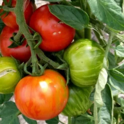 Kit De Culture - Tomate Tigerella - 10 Graines - Lycopersicon Esculentum -Jardin Harmonie Soldes Boutique 64064139c32640.41792256