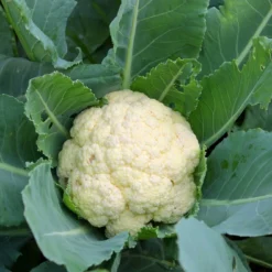 Kit De Culture - Bio - Chou-fleur - Boule De Neige - 70 Graines - Brassica Oleracea Var. Botrytis -Jardin Harmonie Soldes Boutique 6406413d5b1b17.42762175