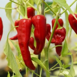 Kit De Culture - Bio - Piment - De Cayenne Long Slim - 10 Graines - Capsicum Annuum -Jardin Harmonie Soldes Boutique 64064142b69022.82344798