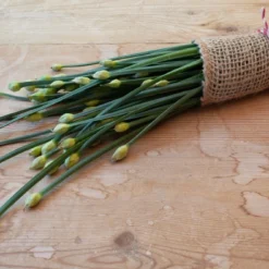 Kit De Culture - Bio - Ciboulette De Chine - 100 Graines - Allium Tuberosum -Jardin Harmonie Soldes Boutique 6406414b03b642.32519307