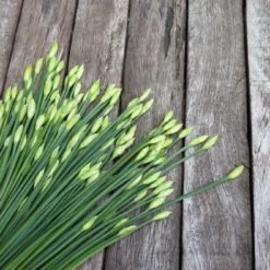 Kit De Culture - Bio - Ciboulette De Chine - 100 Graines - Allium Tuberosum -Jardin Harmonie Soldes Boutique 6406414b1c88b9.10656112