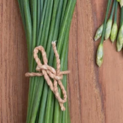 Kit De Culture - Bio - Ciboulette De Chine - 100 Graines - Allium Tuberosum -Jardin Harmonie Soldes Boutique 6406414b24e430.90625062