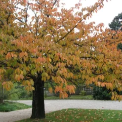 Kit De Culture - Cerisier Du Japon - 30 Graines - Prunus Serrulata -Jardin Harmonie Soldes Boutique 640641575b4f81.13640687