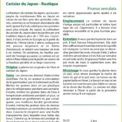 Kit De Culture - Cerisier Du Japon - 30 Graines - Prunus Serrulata -Jardin Harmonie Soldes Boutique 64064157603ec8.18852446