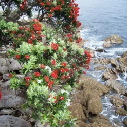 Kit De Culture - L'arbre De Noël De Nouvelle-zélande - 300 Graines - Metrosideros Excelsa -Jardin Harmonie Soldes Boutique 6406415d283a93.44057268