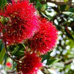 Kit De Culture - L'arbre De Noël De Nouvelle-zélande - 300 Graines - Metrosideros Excelsa -Jardin Harmonie Soldes Boutique 6406415d2f2ef5.38349435