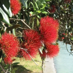 Kit De Culture - L'arbre De Noël De Nouvelle-zélande - 300 Graines - Metrosideros Excelsa -Jardin Harmonie Soldes Boutique 6406415d3520e7.73193790