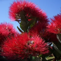 Kit De Culture - L'arbre De Noël De Nouvelle-zélande - 300 Graines - Metrosideros Excelsa -Jardin Harmonie Soldes Boutique 6406415d3f3842.61166487