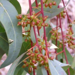 Kit De Culture - Gommier Des Rivières - 200 Graines - Eucalyptus Camaldulensis 13 Kit De Culture - Gommier Des Rivières - 200 Graines - Eucalyptus Camaldulensis -Jardin Harmonie Soldes Boutique 640641614f3132.05974741