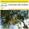 Kit De Culture - Gommier Des Rivières - 200 Graines - Eucalyptus Camaldulensis -Jardin Harmonie Soldes Boutique 6406416156ee69.95099741