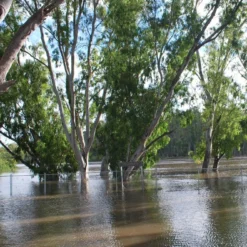 Kit De Culture - Gommier Des Rivières - 200 Graines - Eucalyptus Camaldulensis 15 Kit De Culture - Gommier Des Rivières - 200 Graines - Eucalyptus Camaldulensis -Jardin Harmonie Soldes Boutique 64064161619477.71494550